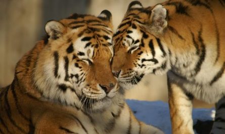 Dream about two tigers : 13 Main Meanings Explained