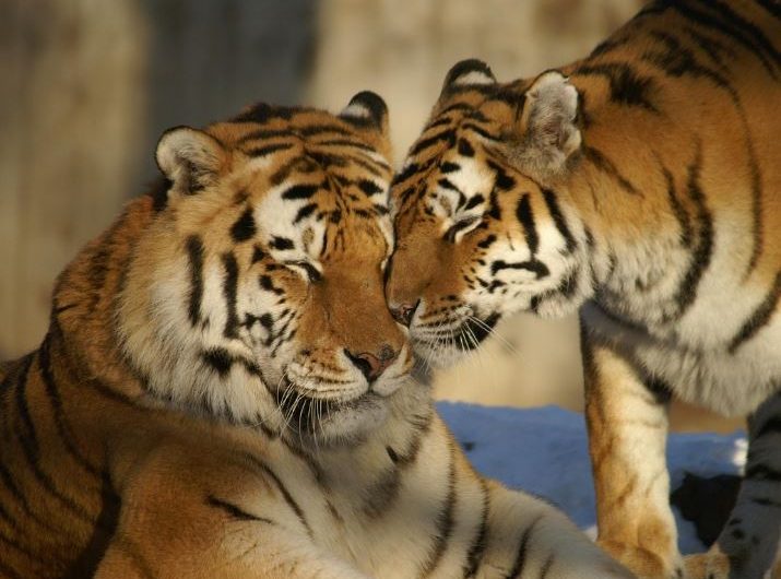 Dream about two tigers : 13 Main Meanings Explained