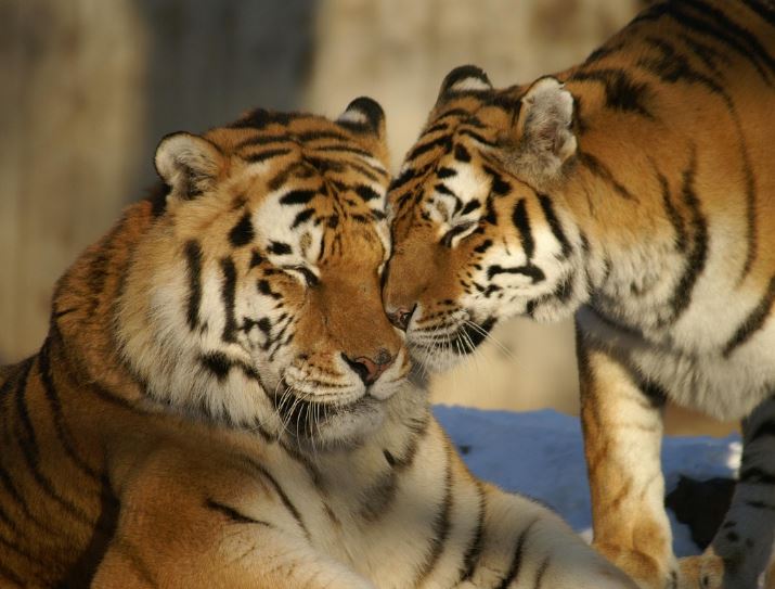 Dream about two tigers : 13 Main Meanings Explained