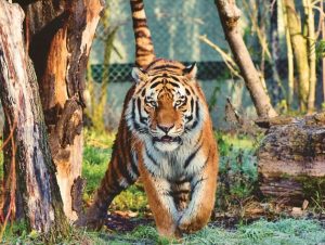 Dream about catching a tiger : 13 Main Meanings Explained