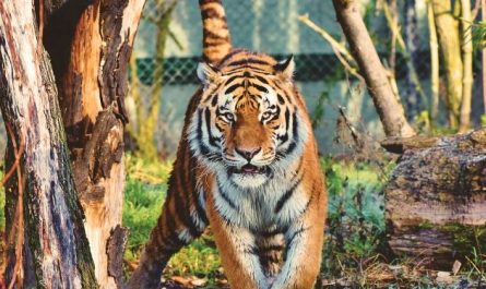 Dream about catching a tiger : 13 Main Meanings Explained