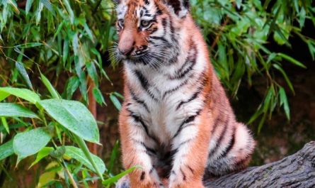 Dream about being eaten by a tiger : 11 Main Meanings Explained