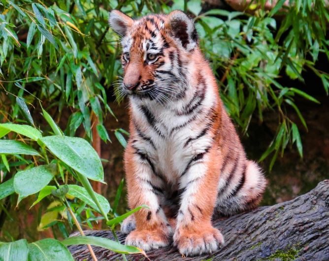 Dream about being eaten by a tiger : 11 Main Meanings Explained