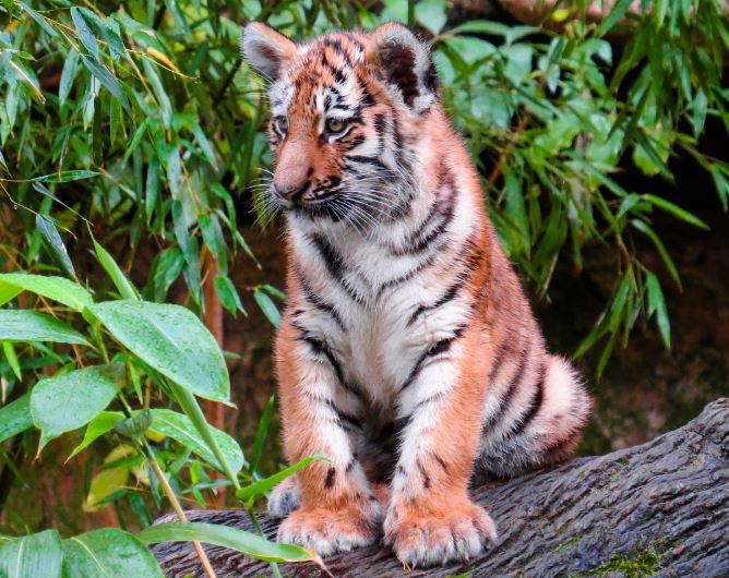 Dream about being eaten by a tiger : 11 Main Meanings Explained