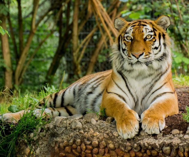 Dream about being chased by a tiger : 10 Main Meanings Explained