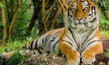 Dream about tiger bite : 5 Main Meanings Explained