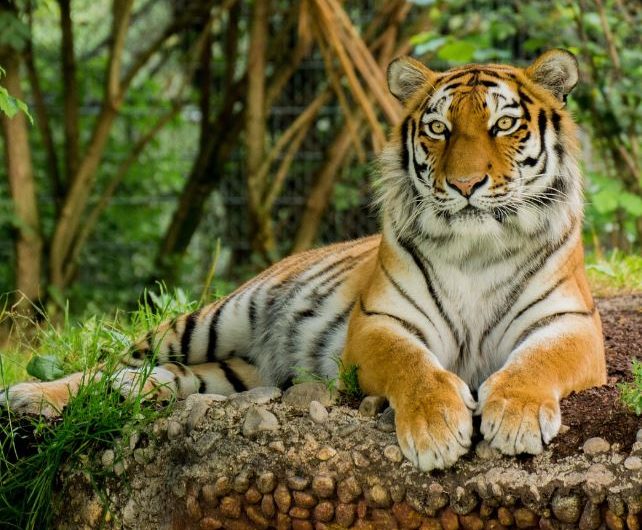 Dream about tiger bite : 5 Main Meanings Explained