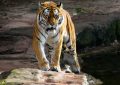 Dream about eating a tiger : 11 Main Meanings Explained
