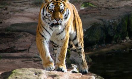 Dream about eating a tiger : 11 Main Meanings Explained