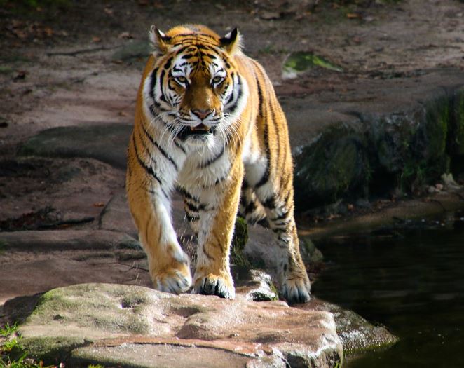 Dream about eating a tiger : 11 Main Meanings Explained