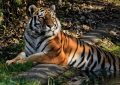 Dream about touching a tiger : 16 Main Meanings Explained