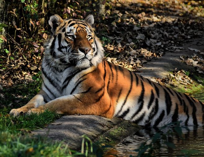 Dream about touching a tiger : 16 Main Meanings Explained
