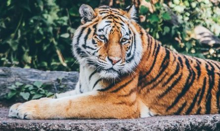 Dream about tiger cubs : 13 Main Meanings Explained