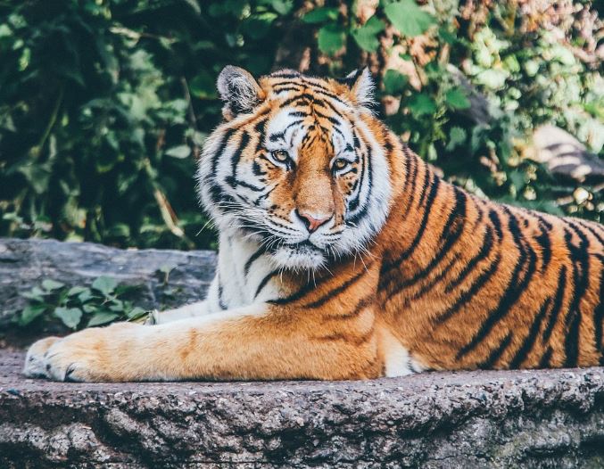 Dream about tiger cubs : 13 Main Meanings Explained