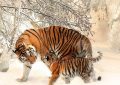 Dreaming of a big tiger : 14 Main Meanings Explained