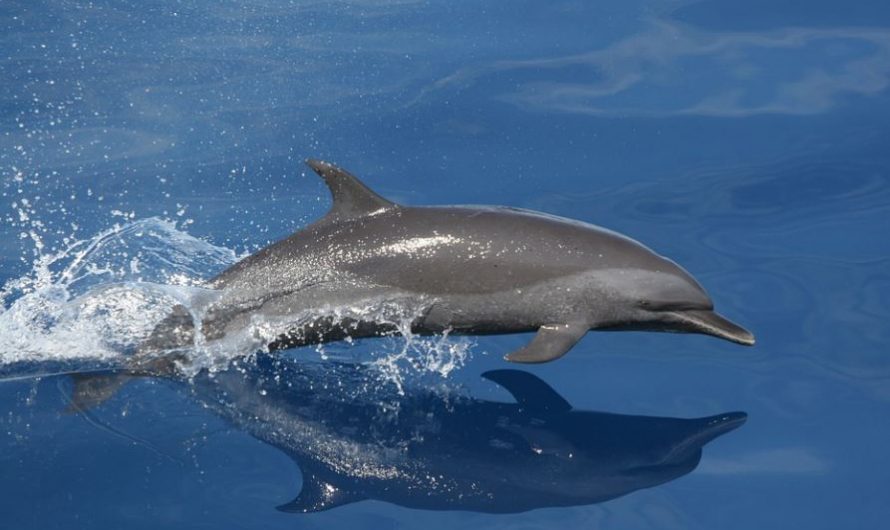 Dream about whales : 48 Main Meanings Explained