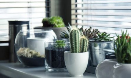 Dream about cacti : 30 Main Meanings Explained