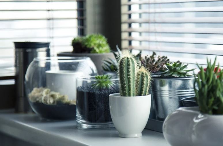 Dream about cacti : 30 Main Meanings Explained