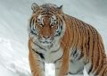 Dream about tigers foraging : 13 Main Meanings Explained