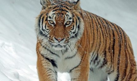 Dream about tigers foraging : 13 Main Meanings Explained