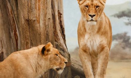 Dream about fighting a lion : 8 Main Meanings Explained