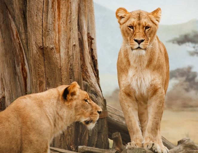Dream about fighting a lion : 8 Main Meanings Explained