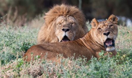 Dream about lion biting : 11 Main Meanings Explained