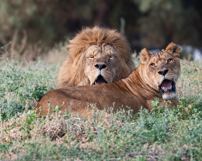 Dream about lion biting : 11 Main Meanings Explained