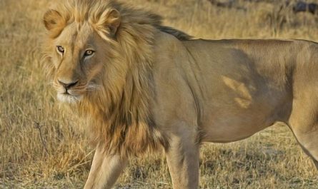 Dream about lion attack : 12 Main Meanings Explained
