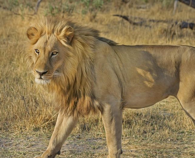 Dream about lion attack : 12 Main Meanings Explained