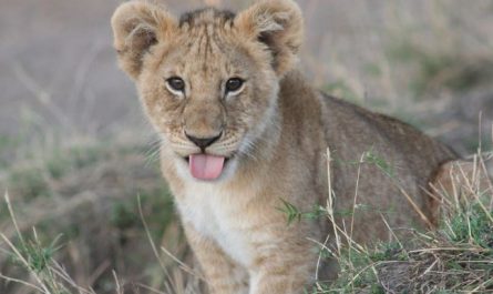 Dream about lion cubs : 17 Main Meanings Explained