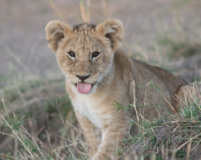 Dream about lion cubs : 17 Main Meanings Explained