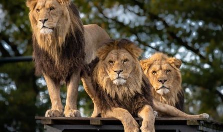 Dream about lion death : 12 Main Meanings Explained