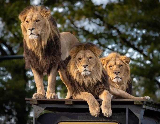 Dream about lion death : 12 Main Meanings Explained