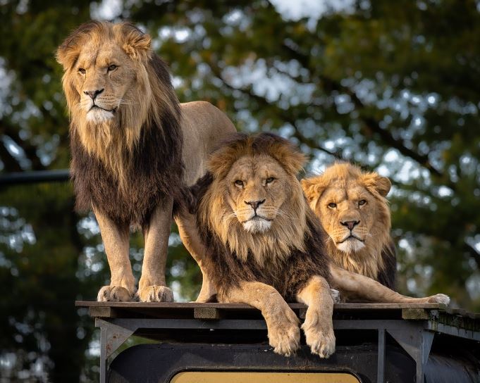 Dream about lion death : 12 Main Meanings Explained