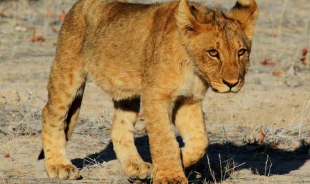 Dream about lion cubs : 15 Main Meanings Explained