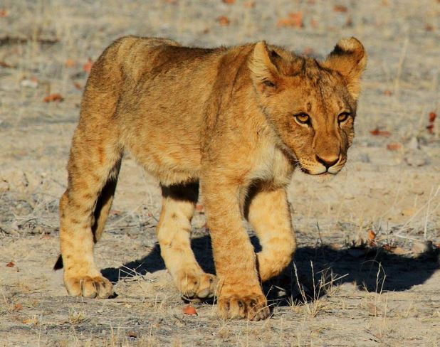 Dream about lion cubs : 15 Main Meanings Explained