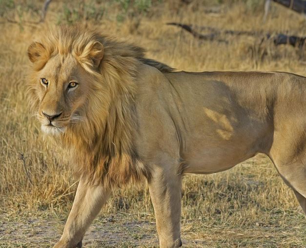 Dream about being chased by a lion : 13 Main Meanings Explained
