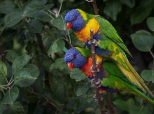 Dream about feeding parrots : 17 Main Meanings Explained