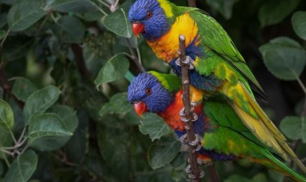 Dream about feeding parrots : 17 Main Meanings Explained