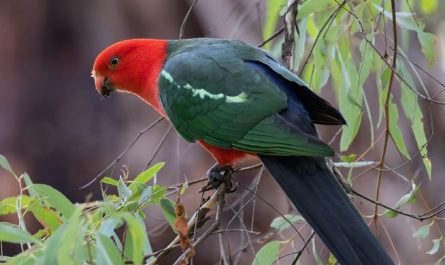 Dream of a parrot dying in a cage : 17 Main Meanings Explained