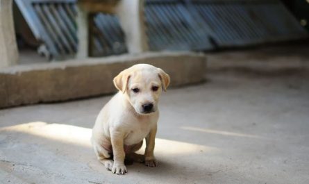 Dream about dog injury : 23 Main Meanings Explained