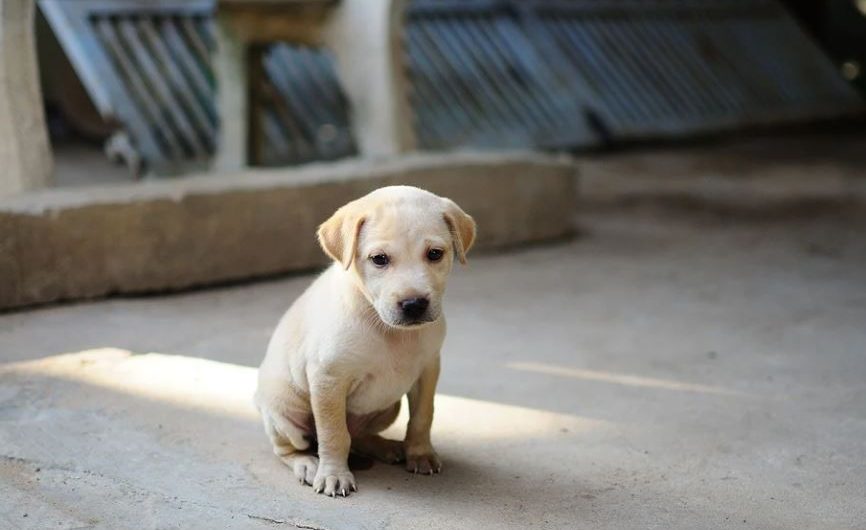 Dream about dog injury : 23 Main Meanings Explained