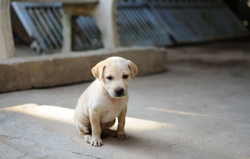 Dream about dog injury : 23 Main Meanings Explained