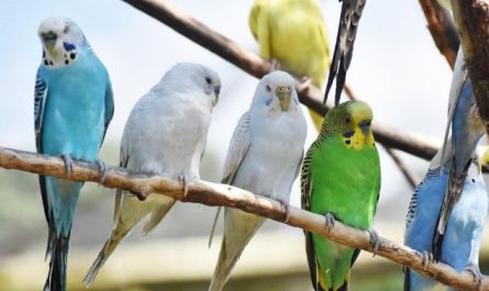 Dream about catching two parrots : 16 Main Meanings Explained