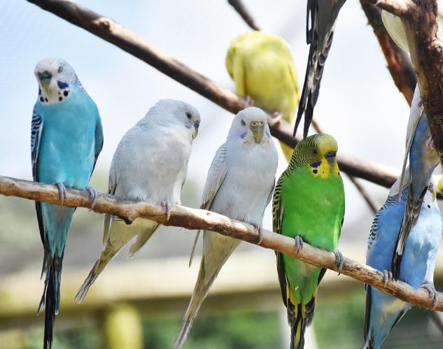 Dream about catching two parrots : 16 Main Meanings Explained