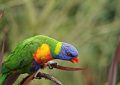Dream about a big parrot : 18 Main Meanings Explained