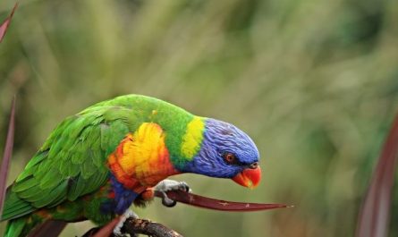 Dream about a big parrot : 18 Main Meanings Explained