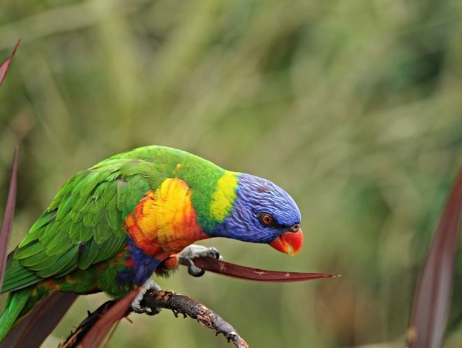 Dream about a big parrot : 18 Main Meanings Explained