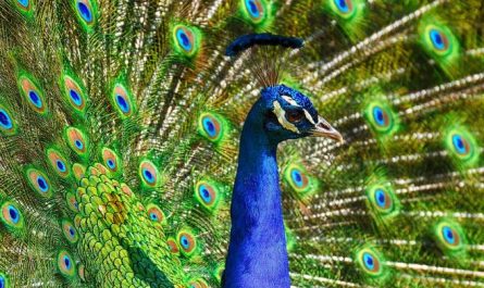 Dream about peacocks : 15 Main Meanings Explained